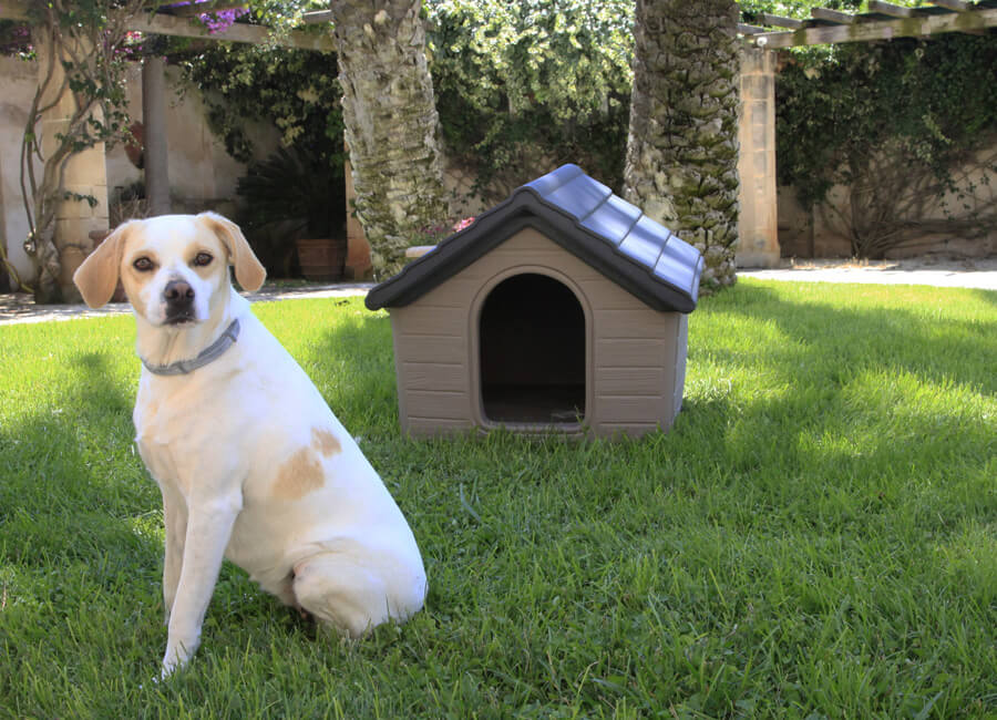 Buddy-Baita-cuccia-animali-domestici-brindisi-lecce