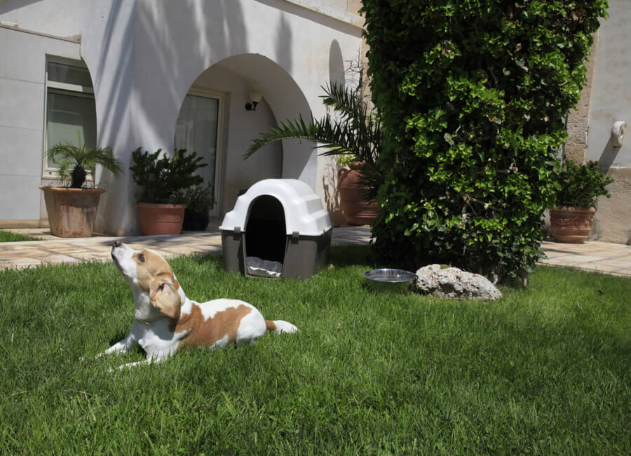 Cuccia Dacia in Resina Per Cani Gatti Telcom Buddy Misure Mini