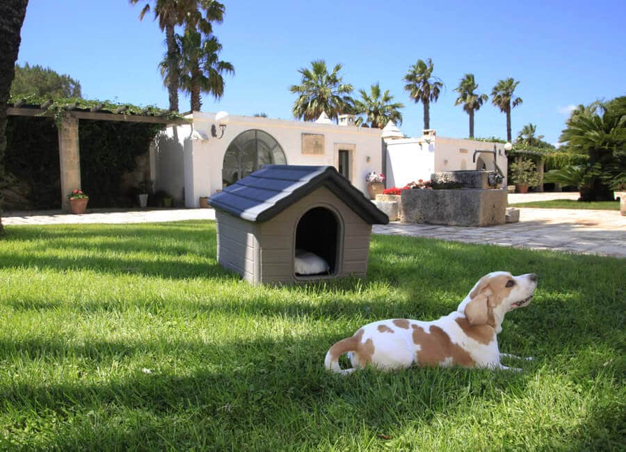 buddy-cuccia-cane-lecce-brindisi