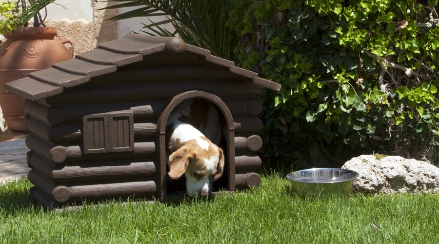 gatti-cani-cucce-accessori-per-animali-domestici-brindisi-lecce