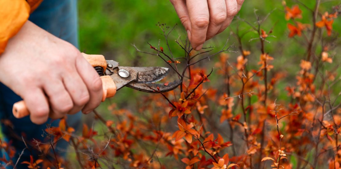 potatura in autunno consigli