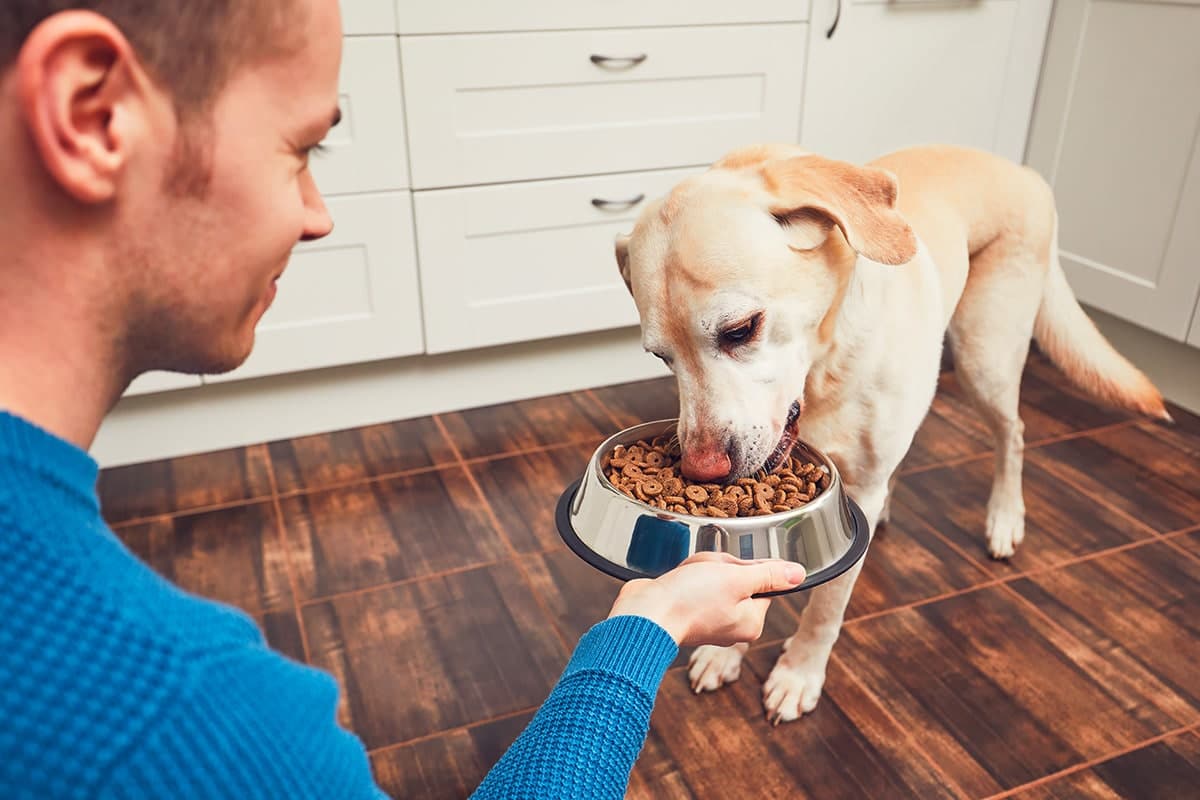 alimentazione cane inverno
