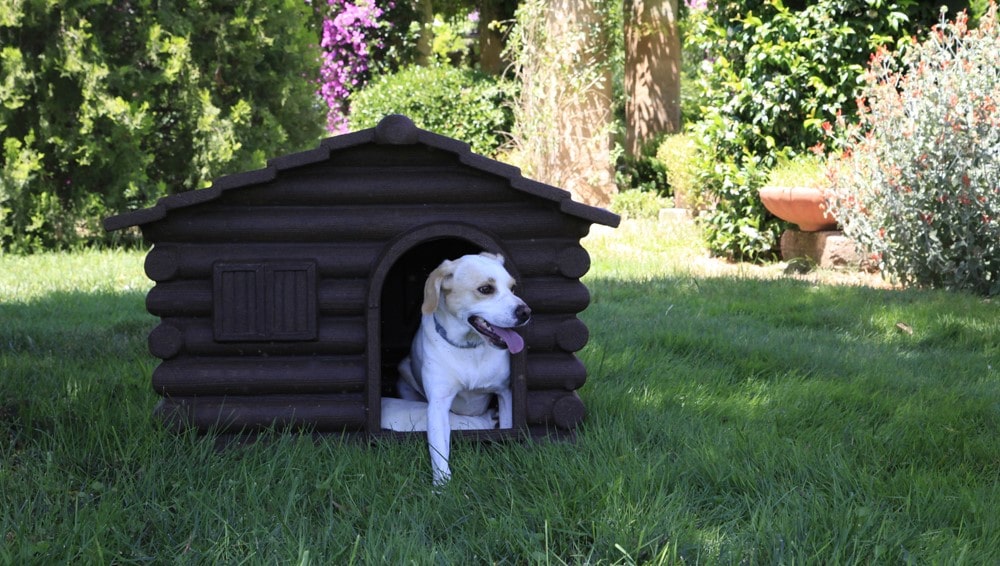 prima cuccia per cucciolo cane