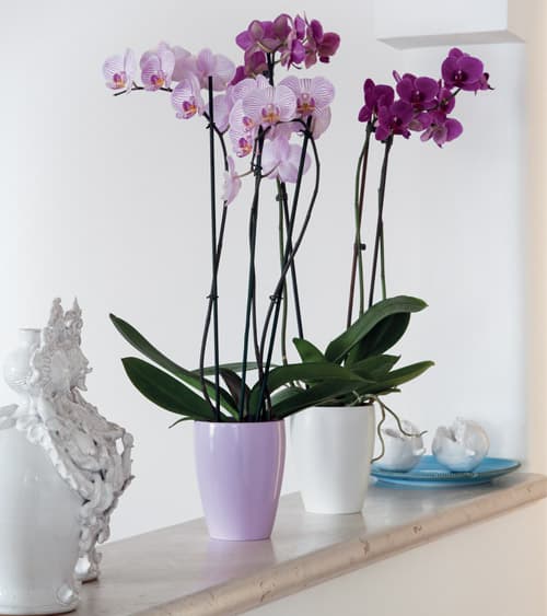 orchidee piante in bagno