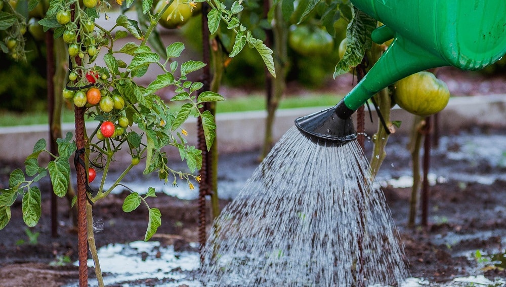 riciclo acqua piovana per irrigazione