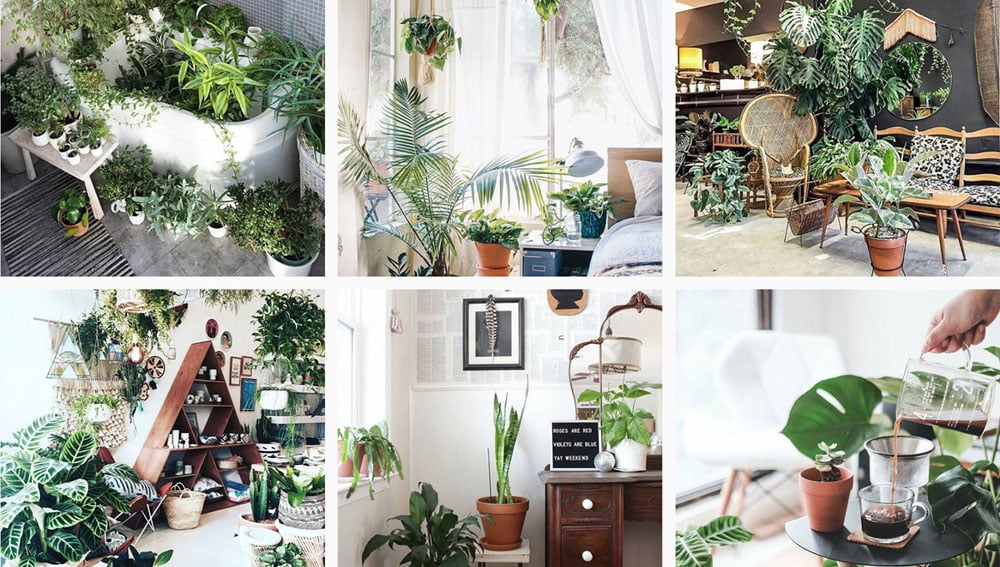 ig plants